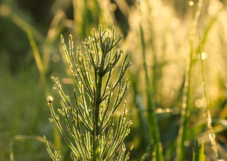 Ackerschachtelhalm Bildquelle Canva