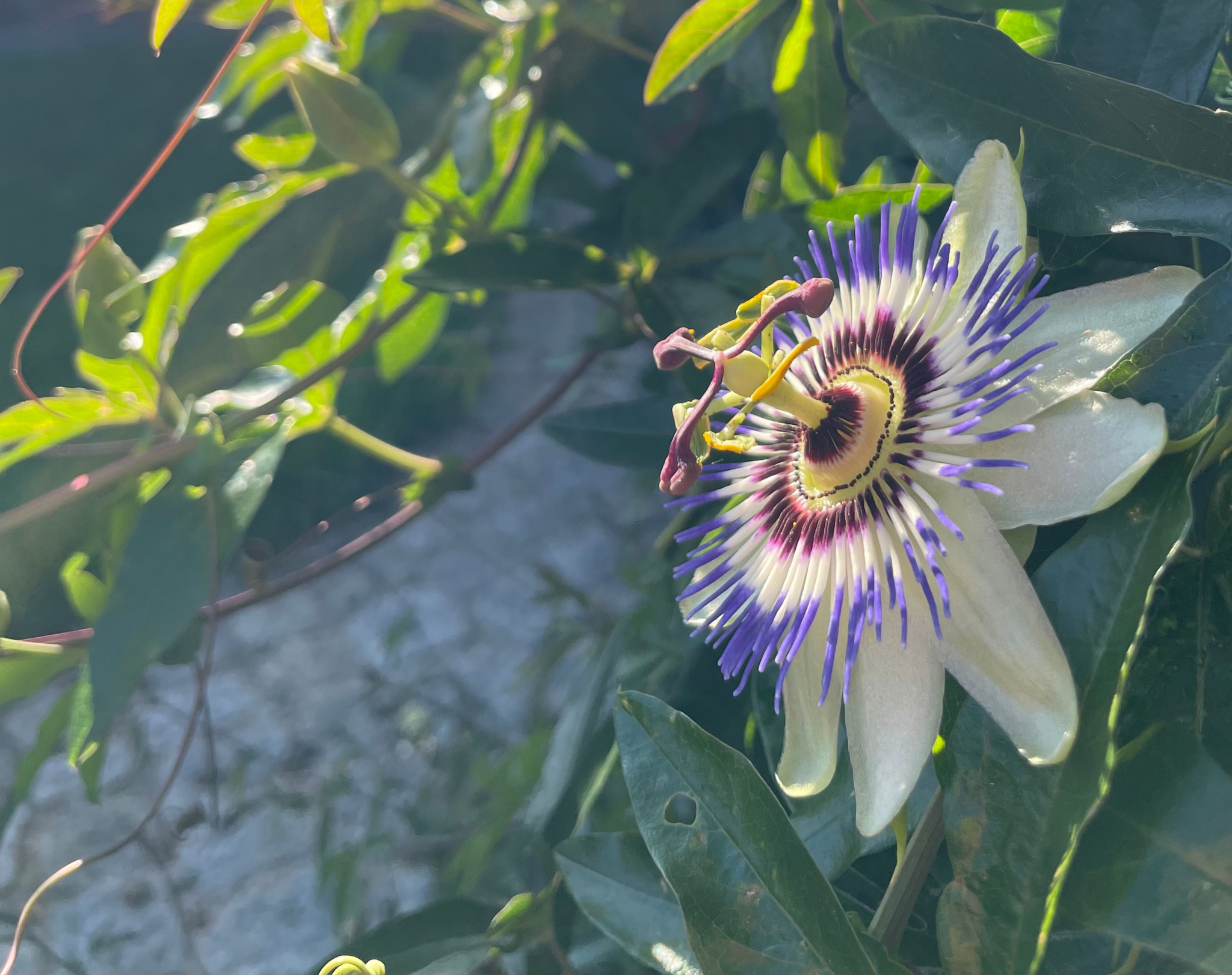 Passionsfrucht Blüte rechts Econook
