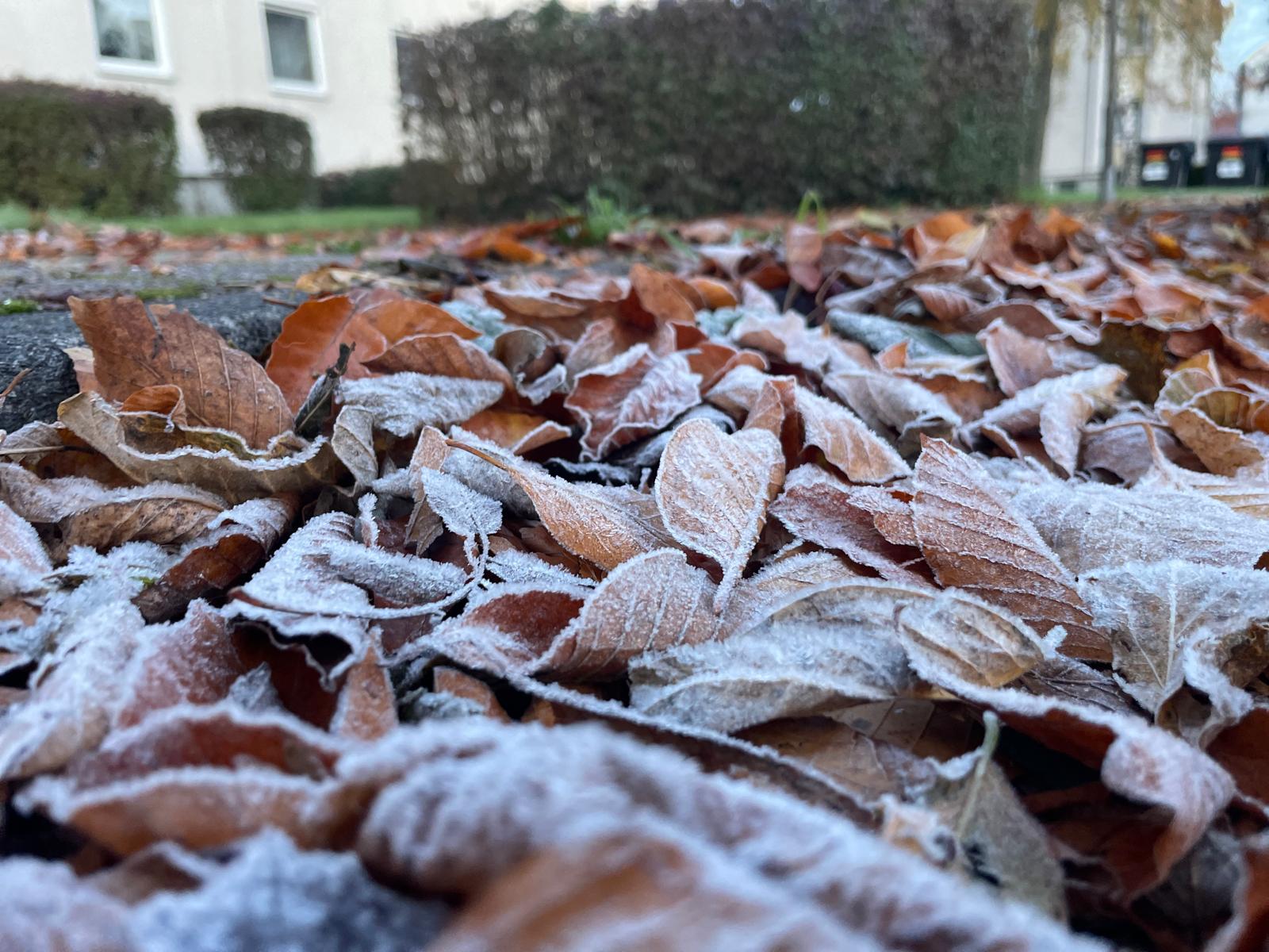 Gartenarbeiten November Econook